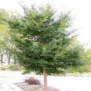 Ulmus parvifolia 'Allee'