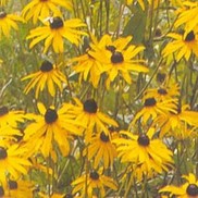 Rudbeckia fulgida 'Goldstrum'