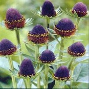 Rudbeckia occidentalis 'Black Beauty'