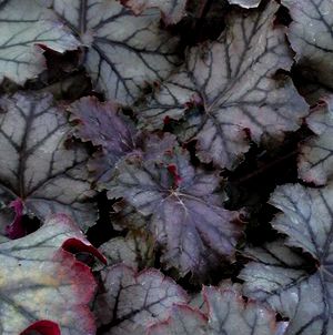 Heuchera hybrid 'Creme de Menthe'