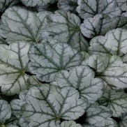Heuchera hybrid 'Mocha Mint'