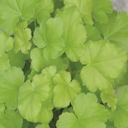 Heuchera hybrid 'Key Lime Pie'