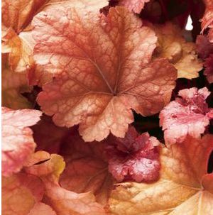 Heuchera hybrid 'Peach Melba'
