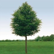 Ulmus parvifolia 'Bosque'