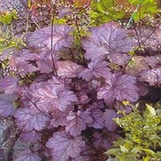 Heuchera hybrid 'Plum Pudding'