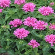 Monarda didyma 'Petite Delight'