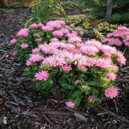 Monarda didyma 'Petite Wonder'