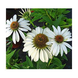 CONEFLOWER 'WHITE SWAN'