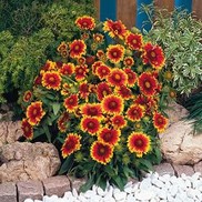BLANKET FLOWER 'ARIZONA SUN'