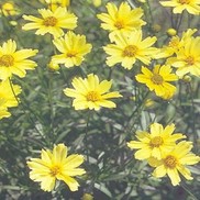 Coreopsis hybrid 'Creme Brulee'