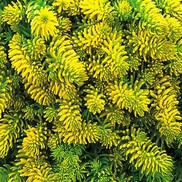 Sedum  'Angelina'
