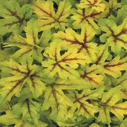 Heucherella  'Strike it Rich 'Gold''