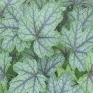 Heucherella  'Strike it Rich 'Pink Gem''