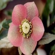 Helleborus hybridus 'Sunshine Selections'