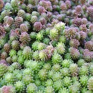 Sedum  'Acre'