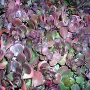 Sedum tetracticum 'Chinese'