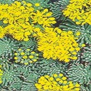 Sedum floriferum 'Weihenstephaner Gold'