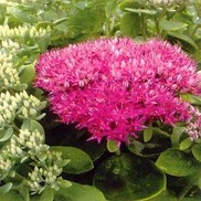 Sedum herbstfreude 'Neon'