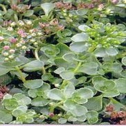 Sedum spurium 'John Creech'