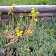 Sedum rupeste 'Blue Spruce'