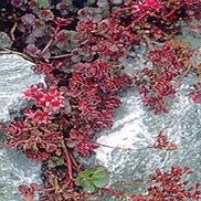 Sedum spurium 'Blaze of Fulda'