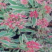 Sedum spurium 'Tricolor'