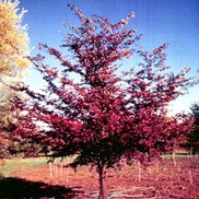 Ulmus parvifolia 'Frontier'