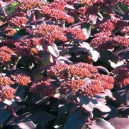Sedum  'Purple Emperor'