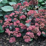 Sedum  'Vera Jameson'