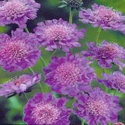 Scabiosa columbaria 'Butterfly Blue'