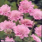Scabiosa columbaria 'Pink Mist'