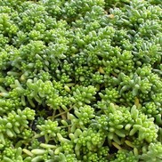 Sedum album 'Murale'