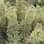 Euphorbia characias 'variegata'