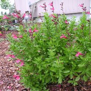 Salvia greggii 'Pink Preference'