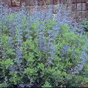 WILD INDIGO 'FALSE BLUE'