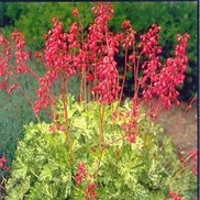 Heuchera sanguinea 'Snow Angel'
