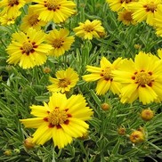 Coreopsis grandiflora 'Tequilla Sunrise'