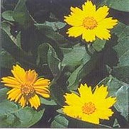 TICKSEED 'MOUSE EARED'