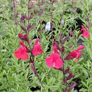 Salvia greggii 'Furman's Red'
