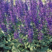 Salvia sylvestris 'May Night'