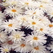 Leucanthemum superbum 'Crazy Daisy'