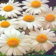 Leucanthemum x superbum 'Becky'