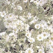 Cerastium tomentosum 'Snow in Summer'