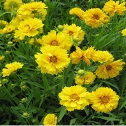 Coreopsis grandiflora 'Sunray'