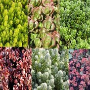 Sedum Collection #1  'Assorted'