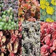Sedum Collection #2  'Assorted'