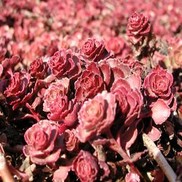 Sedum spurium 'Red Carpet'