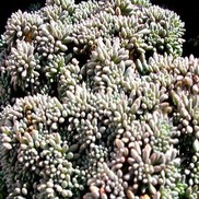 Sedum hispanicum minus 'Purple Form'