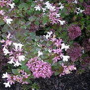 Abelia X grandiflora 'Rose Creek'