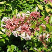 Abelia X grandiflora 'Canyon Creek'